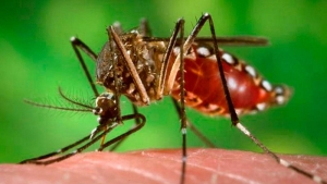 Eval&uacute;an cultivar peces y camarones para combatir a los mosquitos