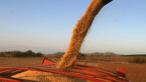 La soja recupera terreno y vuelve a aumentar la superficie cultivada tras nueve a&ntilde;os