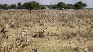 Agricultura advirti&oacute; sobre la sequ&iacute;a y prometi&oacute; "acompa&ntilde;ar" al sector